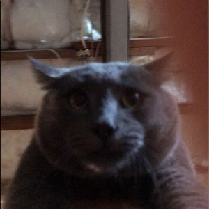 Meet your Posher, Abbey